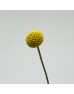 Craspedia Balls (Imported) - Yellow (10 Stems) Craspedia Balls (Imported) - Yellow (10 Stems)