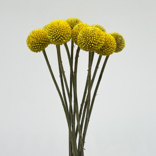 Craspedia Balls (Imported) - Yellow (10 Stems) Craspedia Balls (Imported) - Yellow (10 Stems)