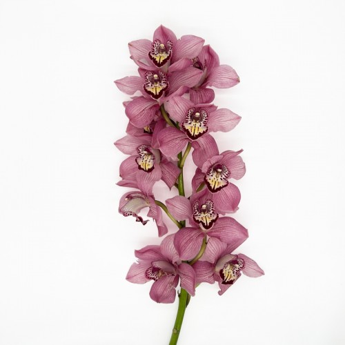 Cymbidium (Imported) - Pink (1 Stem)
