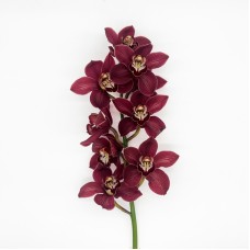 Cymbidium 80cm (Imported) - Red (1 Stem)