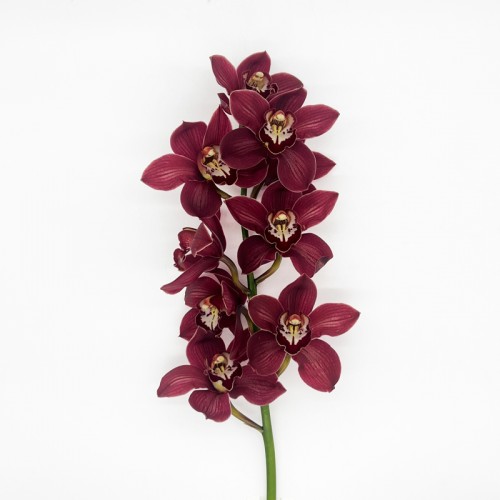 Cymbidium 80cm (Imported) - Red (1 Stem)