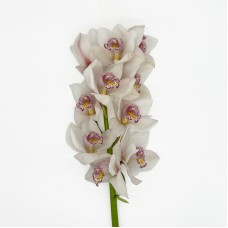 Cymbidium (Imported) - White (1 Stem)