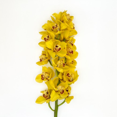 Cymbidium 80cm (Imported) - Yellow (1 Stem)