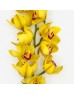 Cymbidium (Imported) - Yellow (1 Stem)