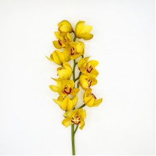 Cymbidium (Imported) - Yellow (1 Stem) Cymbidium (Imported) - Yellow (1 Stem)