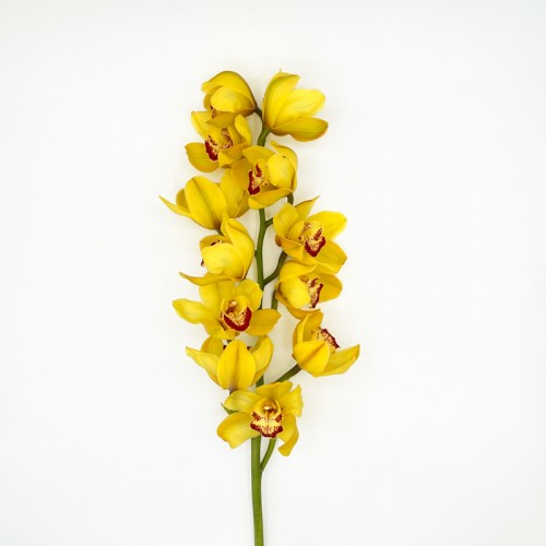 Cymbidium (Imported) - Yellow (1 Stem)