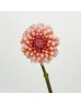 Dahlia Hybrida (Imported) - Cream peach (5 Stems)