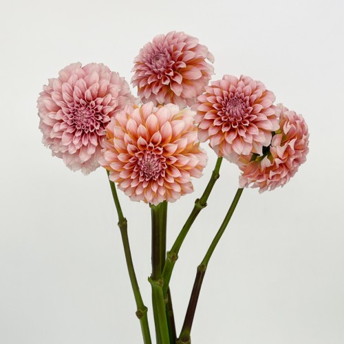 Dahlia Hybrida (Imported) - Cream peach (5 Stems)