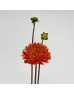 Dahlia (Imported) - Burnt Orange (5 Stems)
