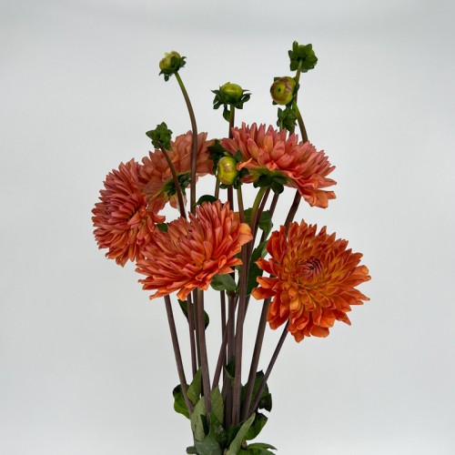 Dahlia (Imported) - Burnt Orange (5 Stems)