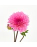 Dahlia (Imported) - Pink (5 Stems)