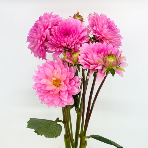 Dahlia (Imported) - Pink (5 Stems)