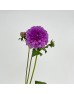 Dahlia (Imported) - Purple (5 Stems)