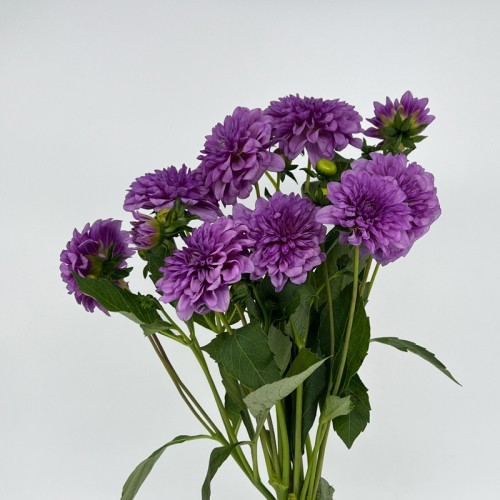 Dahlia (Imported) - Purple (5 Stems)