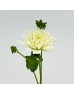 Dahlia (Imported) - White (5 Stems)