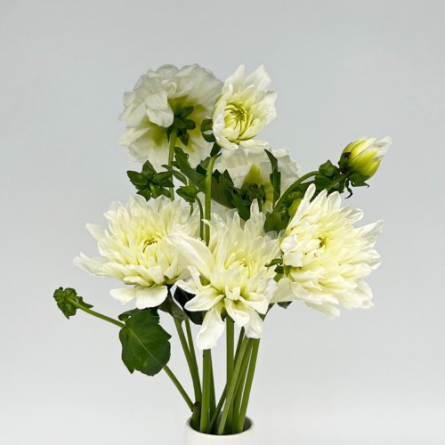 Dahlia (Imported) - White (5 Stems)