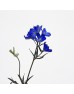 Delphinium Elatum (Imported) - Dark Blue (Per Bundle)
