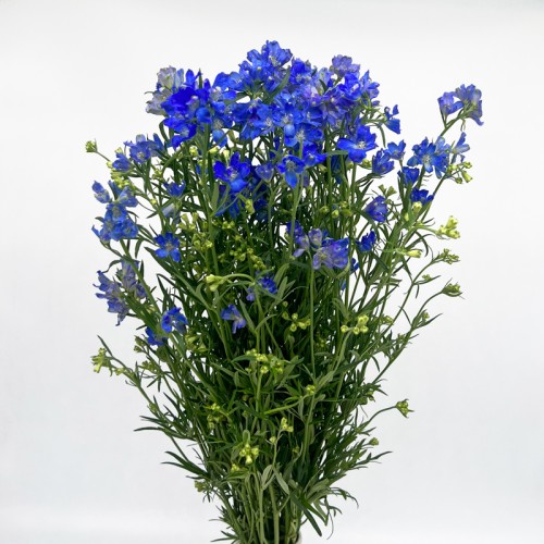 Delphinium Elatum (Imported) - Dark Blue (Per Bundle)