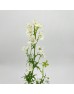 Delphinium Elatum (Imported) - White (Per Bundle)