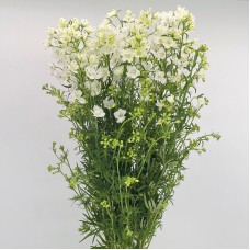 Delphinium Elatum (Imported) - White (Per Bundle)