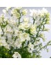 Delphinium Elatum (Imported) - White (Per Bundle)