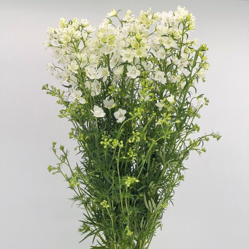 Delphinium Elatum (Imported) - White (Per Bundle)