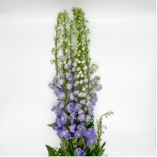 Delphinium Belladonna (Imported) - Lilac (1 Bundle)