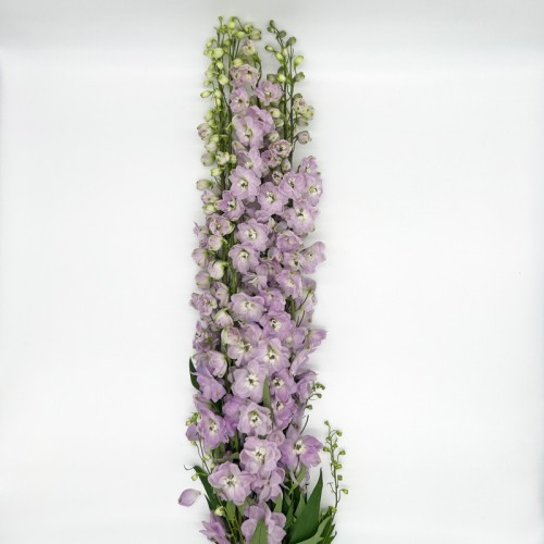 Delphinium Belladonna (Imported) - Pink (1 Bundle)