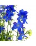 Delphinium Mini (Imported) - Dark Blue (Per Bundle)