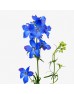 Delphinium Mini (Imported) - Dark Blue (Per Bundle)
