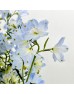 Delphinium Mini (Imported) - Light Blue (Per Bundle) Delphinium Mini (Imported) - Light Blue (Per Bundle)