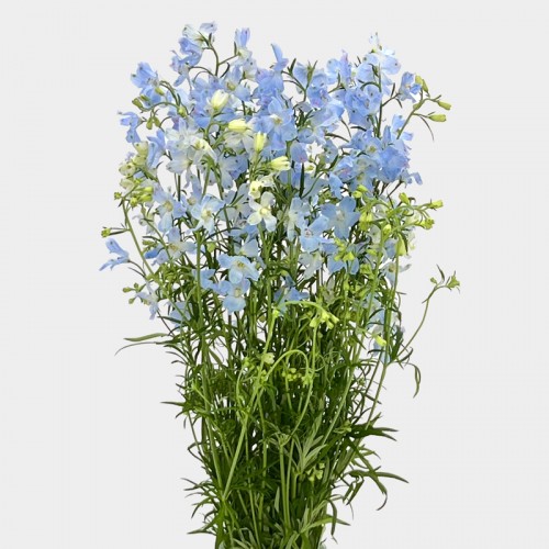 Delphinium Mini (Imported) - Light Blue (Per Bundle) Delphinium Mini (Imported) - Light Blue (Per Bundle)