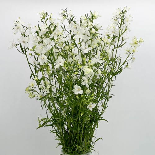 Delphinium Mini (Imported) - White (Per Bundle)
