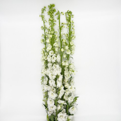 Delphinium Belladonna (Imported) - White (1 Bundle)