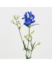 Delphinium Grandiflorum (Imported) - Dark Blue (2 Stem)
