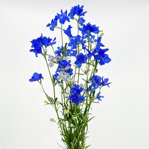Delphinium Grandiflorum (Imported) - Dark Blue (2 Stem)
