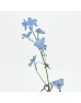 Delphinium Grandiflorum (Imported) - Blue (2 Stem) Delphinium Grandiflorum (Imported) - Blue (2 Stem)