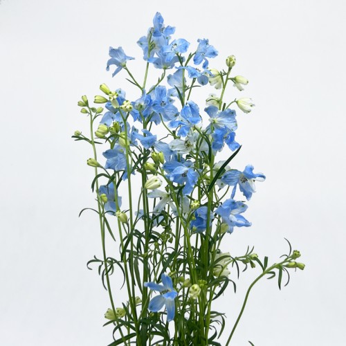 Delphinium Grandiflorum (Imported) - Blue (2 Stem) Delphinium Grandiflorum (Imported) - Blue (2 Stem)