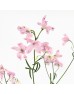 Delphinium Grandiflorum (Imported) - Pink (2 Stem)