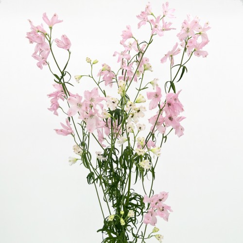 Delphinium Grandiflorum (Imported) - Pink (2 Stem)