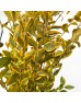 Dye Weigela (Imported) - Orange (Per Bundle) Dye Weigela (Imported) - Orange (Per Bundle)