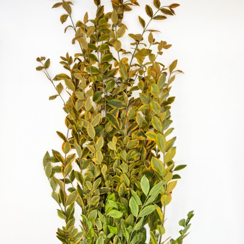 Dye Weigela (Imported) - Orange (Per Bundle) Dye Weigela (Imported) - Orange (Per Bundle)