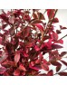 Dye Weigela (Imported) - Red (Per Bundle) Dye Weigela (Imported) - Red (Per Bundle)