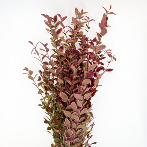 Dye Weigela (Imported) - Red (Per Bundle) Dye Weigela (Imported) - Red (Per Bundle)