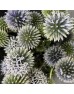 Echinops (Imported) - (Per Bundle)