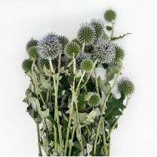 Echinops (Imported) - (Per Bundle) Echinops (Imported) - (Per Bundle)