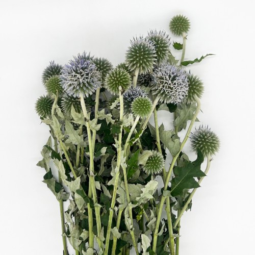 Echinops (Imported) - (Per Bundle) Echinops (Imported) - (Per Bundle)
