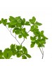 Enkianthus Perulatus (Imported) - Green (Per Stem)