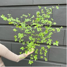 Enkianthus Perulatus (Imported) - Green (Per Stem)