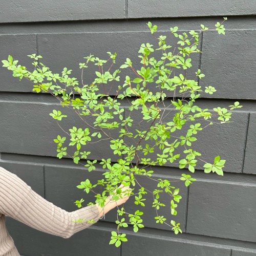 Enkianthus Perulatus (Imported) - Green (Per Stem)